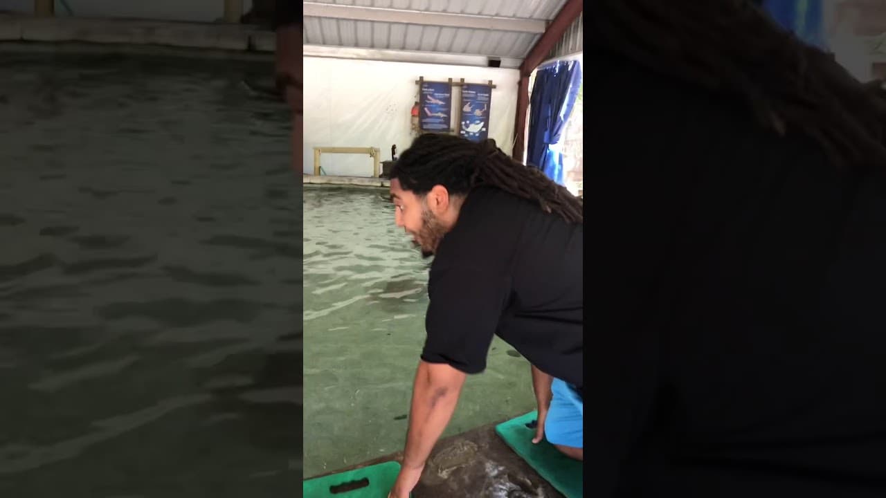 I touched a SHARK !!!